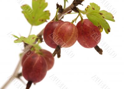 Gooseberries.