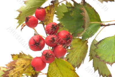 Hawthorn.