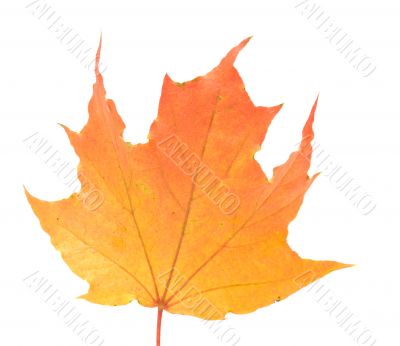 Maple leaf.