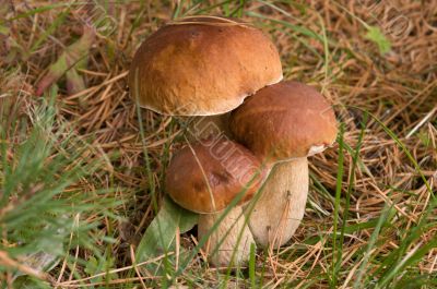 Three ceps.