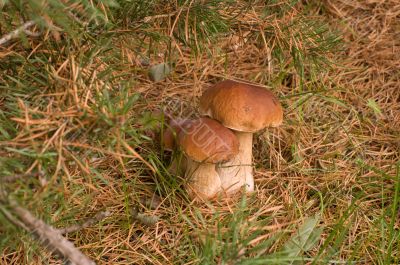 Three ceps.