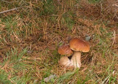 Two ceps.