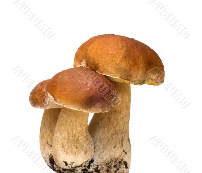 Three cep.