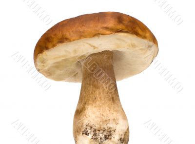Mushroom.