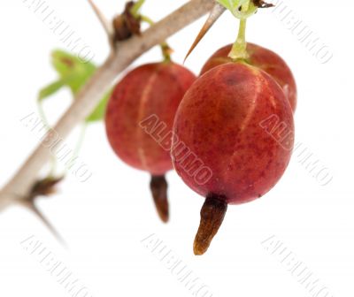 Gooseberries.
