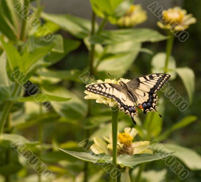 Machaon.