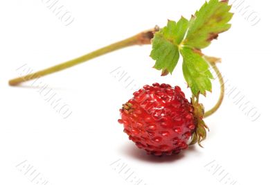 Strawberries.