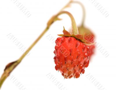 Strawberries.