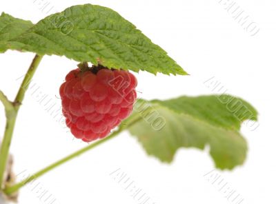 Raspberry-cane.