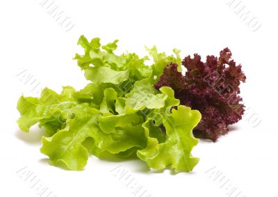 Lettuce.
