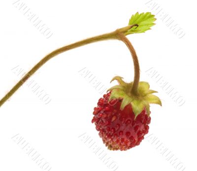Strawberries.