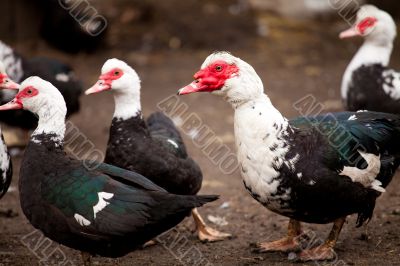 Ducks of special breed