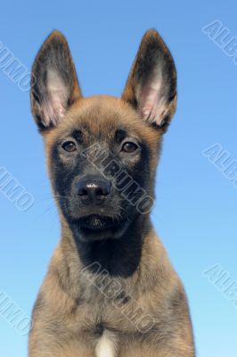 puppy malinois