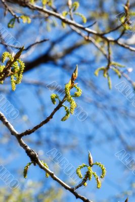 branches of spring wood