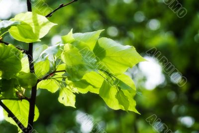 branch with green leaves