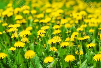 field of dandelions
