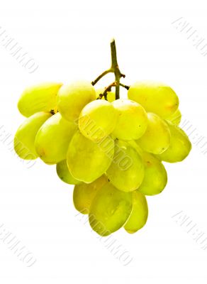 hanging bunch of white grape