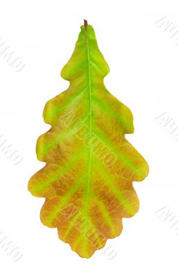 oak leaf