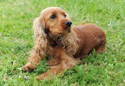 cocker spaniel