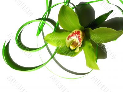 Blooming orchid Cymbidium Sessa Green Beauty
