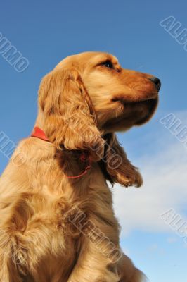 puppy english cocker