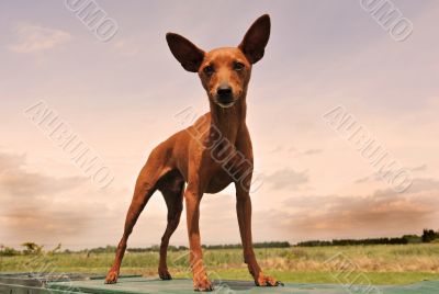 miniature pinscher