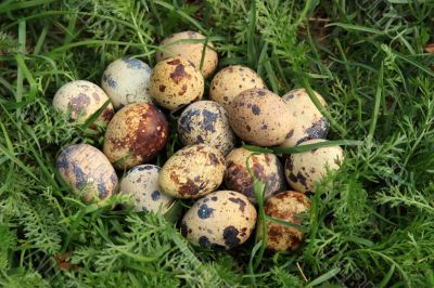 Quail eggs in the grass