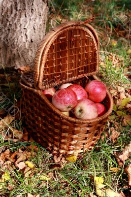 Apples in a basket