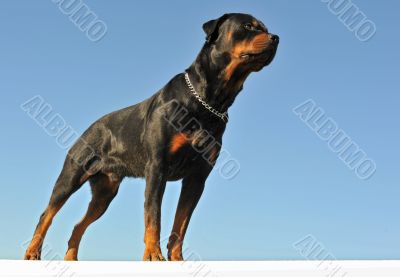 rottweiler