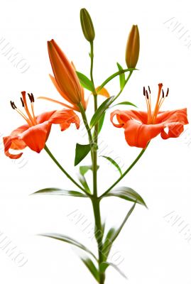 Lily flowers isolated on white