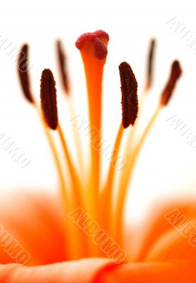 Orange Lily on white