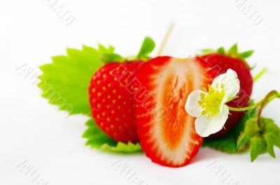 Strawberries and flowers on white background