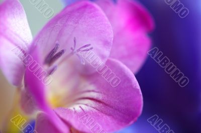Beutiful purple flower on blue background