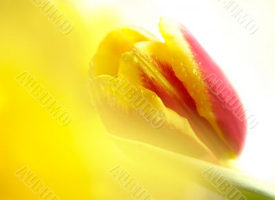 Red yellow tulip on white