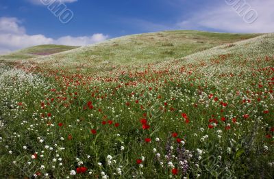 Poppy field in Tajikistan