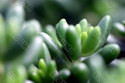 guatemalense sedum