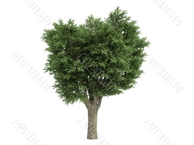 Elm or Ulmus campestris