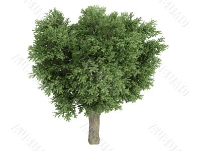 Elm or Ulmus campestris