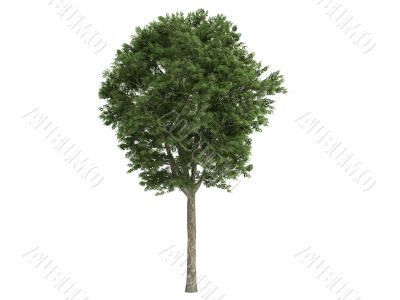 Ash-tree or Fraxinus