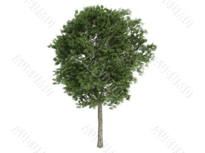 Ash-tree or Fraxinus