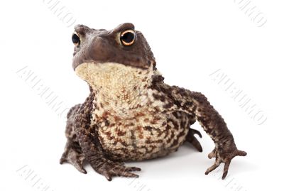 Curious toad