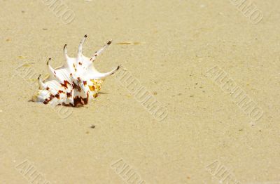 Beach concept. Sea shell with ocean on background. 