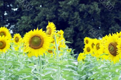 Field of sunflowers