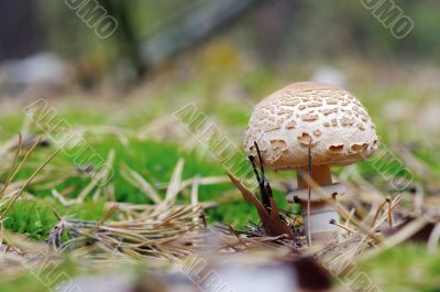 mushroom growing in the forest 