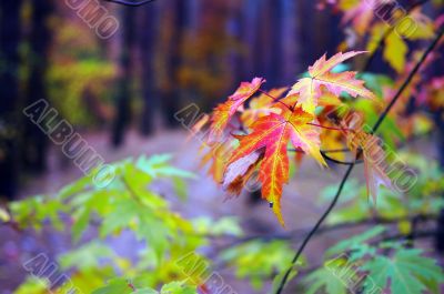 Red maple leaf in forest of autumn 