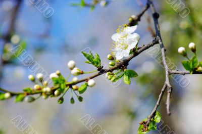 Tree branch with cherry flowers over natural background 
