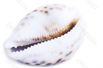 seashell isolated on white background 