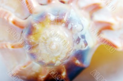 seashell close up by macro lens