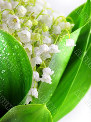 Lily-of-the-valley against a white  background