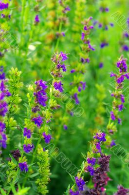 Hyssop plant in the garden